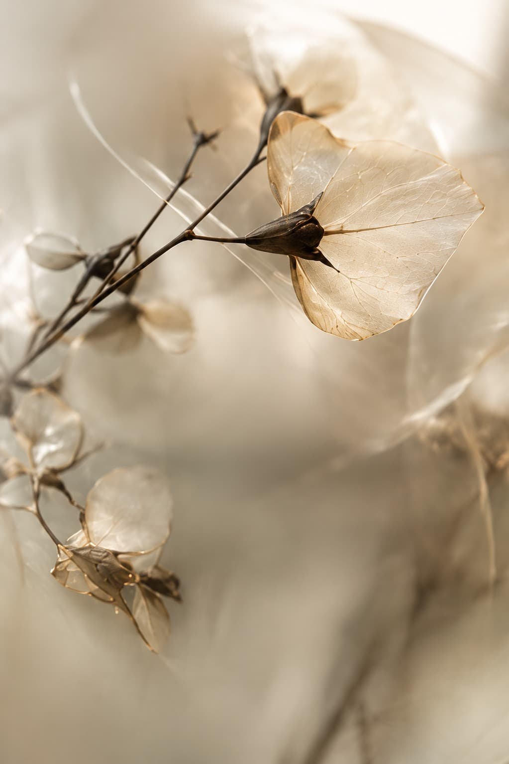 Botanical